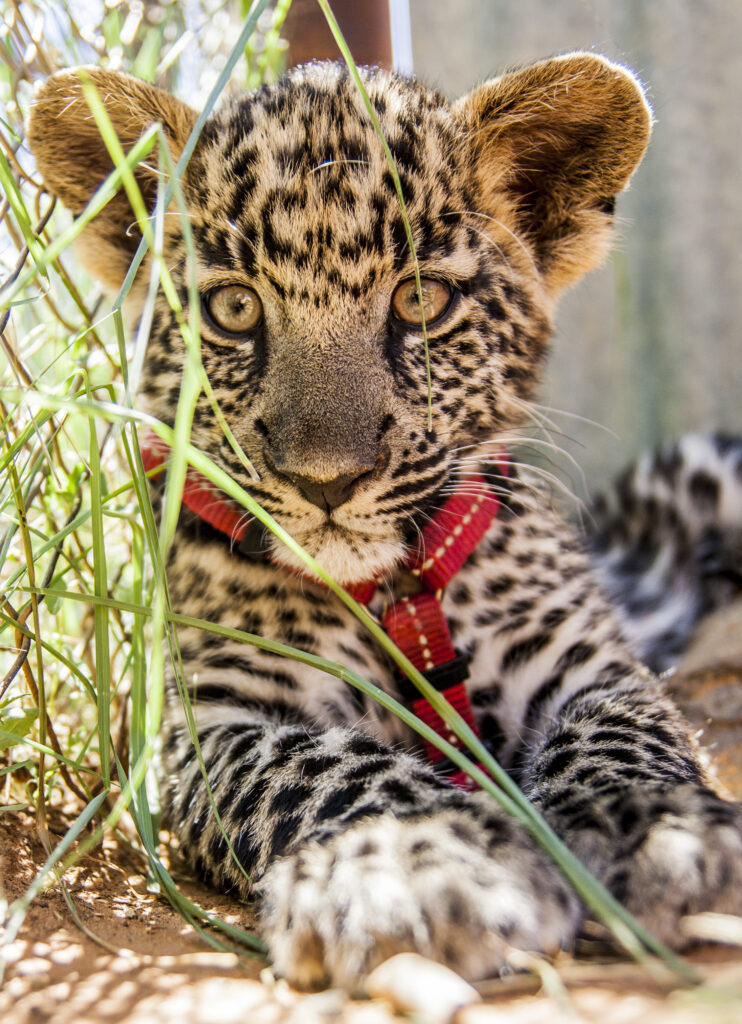 what pets are illegal in california